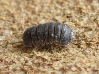 Armadillo officinalis