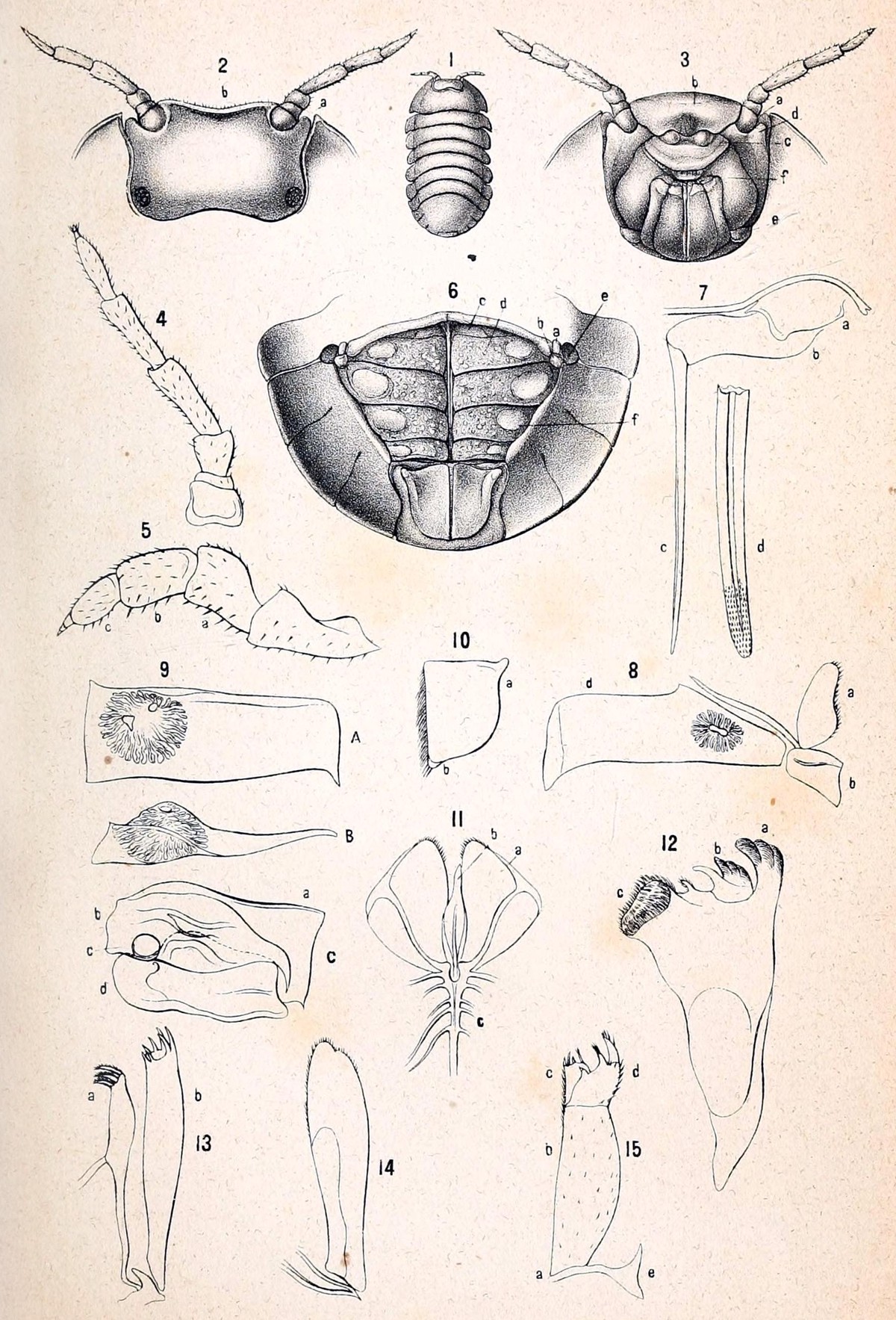 Helleria brevicornis