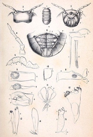 Helleria brevicornis