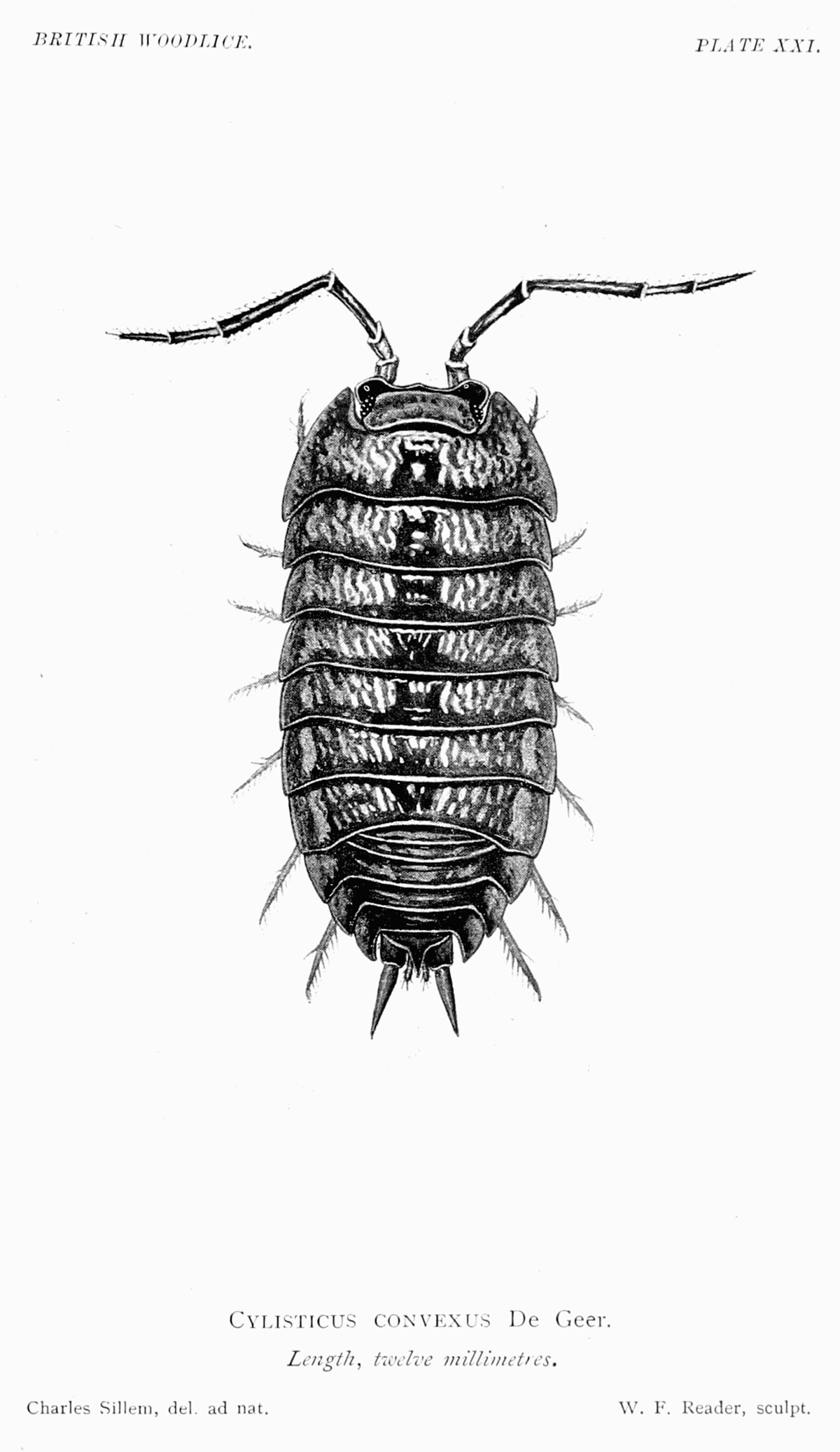 Cylisticus convexus