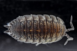 Trachelipus rathkii