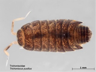 Trichoniscus pusillus