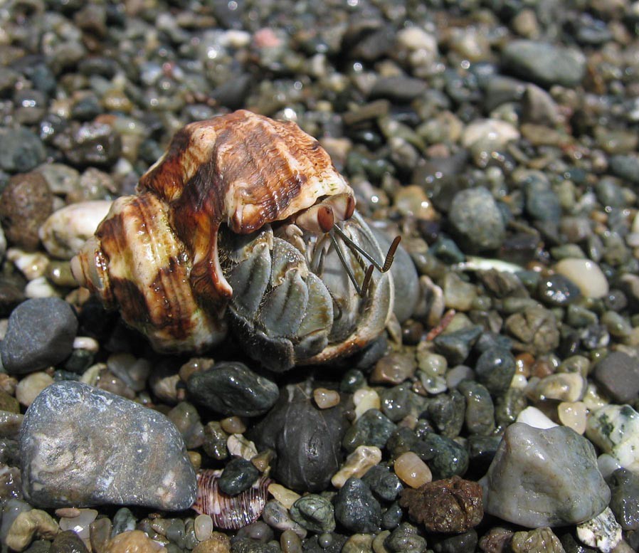 Coenobita compressus