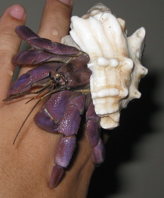 Coenobita purpureus