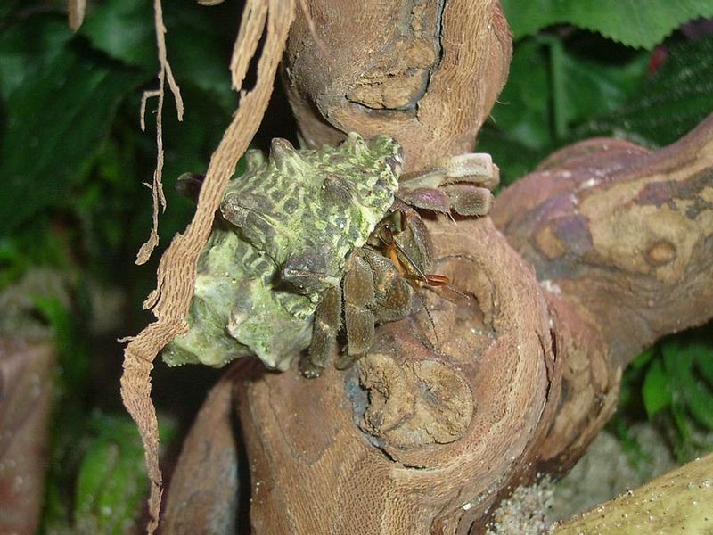 Coenobita rugosus