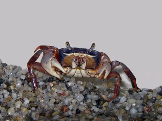Cardisoma armatum