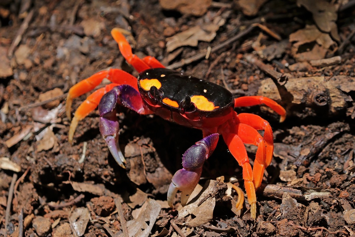 Hartnollius quadratus