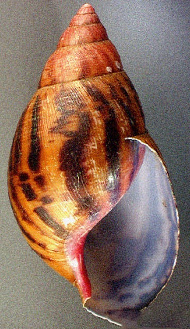 Achatina achatina