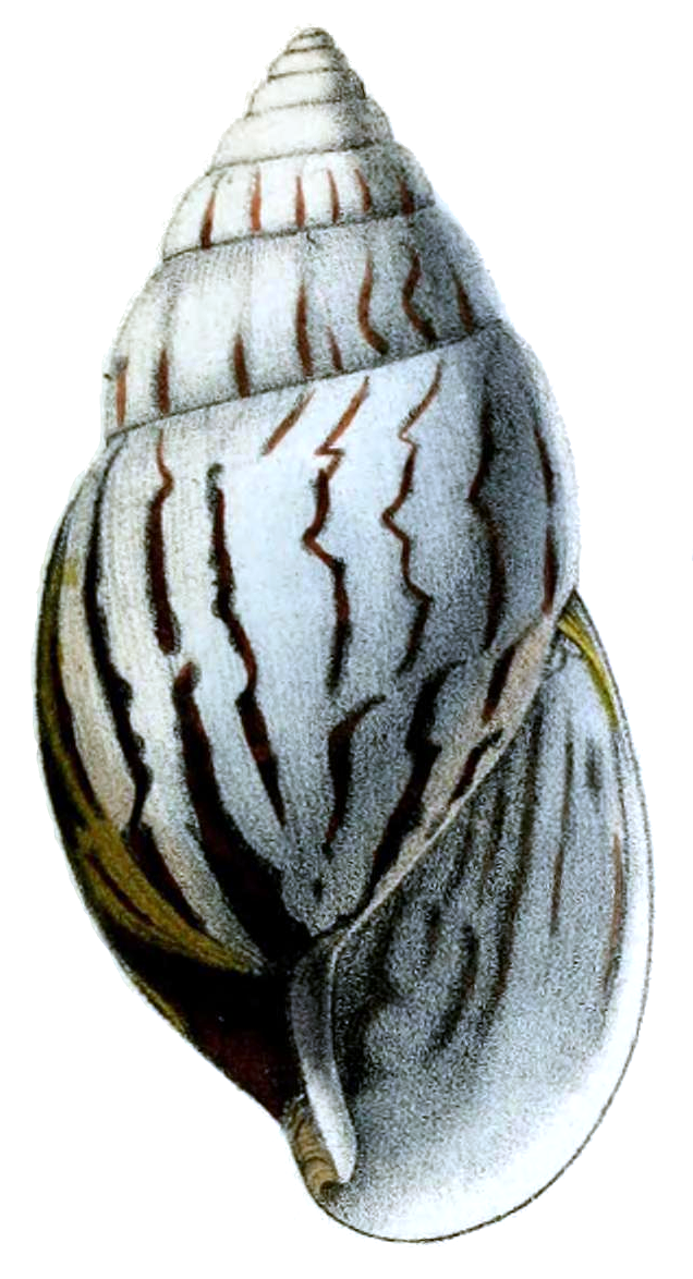 Achatina craveni