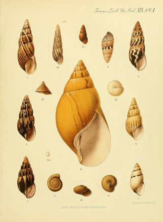 Achatina schweinfurthi