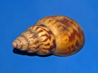 Achatina tincta