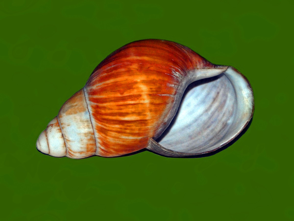 Archachatina bicarinata