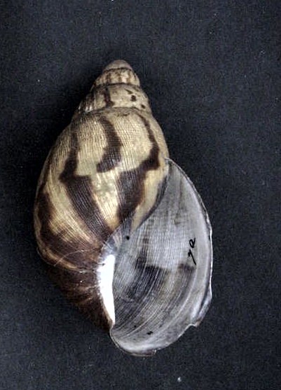Archachatina camerunensis
