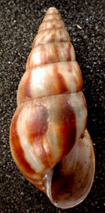 Limicolaria aurora
