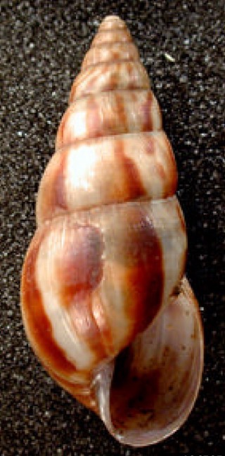 Limicolaria aurora