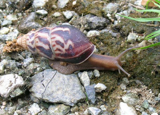 Limicolaria flammea