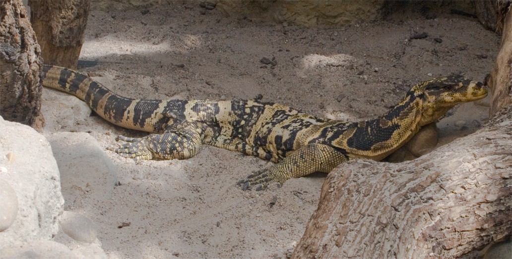 Varanus cumingi
