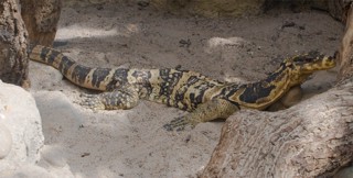 Varanus cumingi
