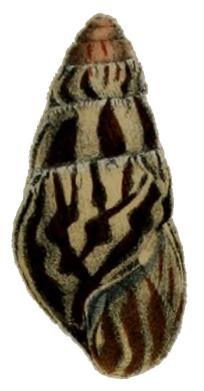 Limicolaria martensiana