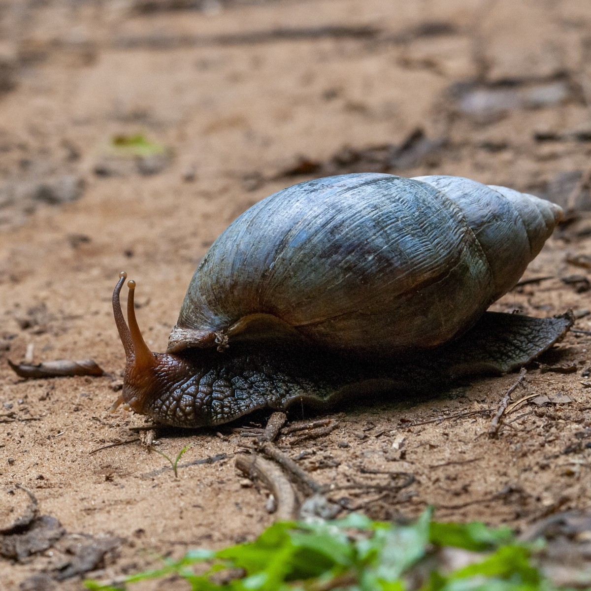 Lissachatina immaculata