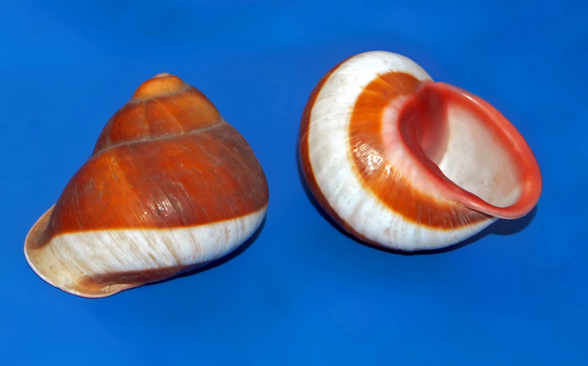 Acavus haemastoma
