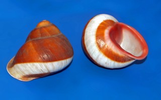 Acavus haemastoma
