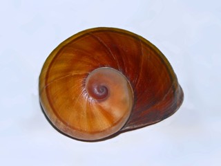 Helicophanta magnifica
