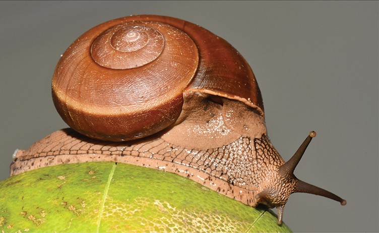 Hemiplecta distincta