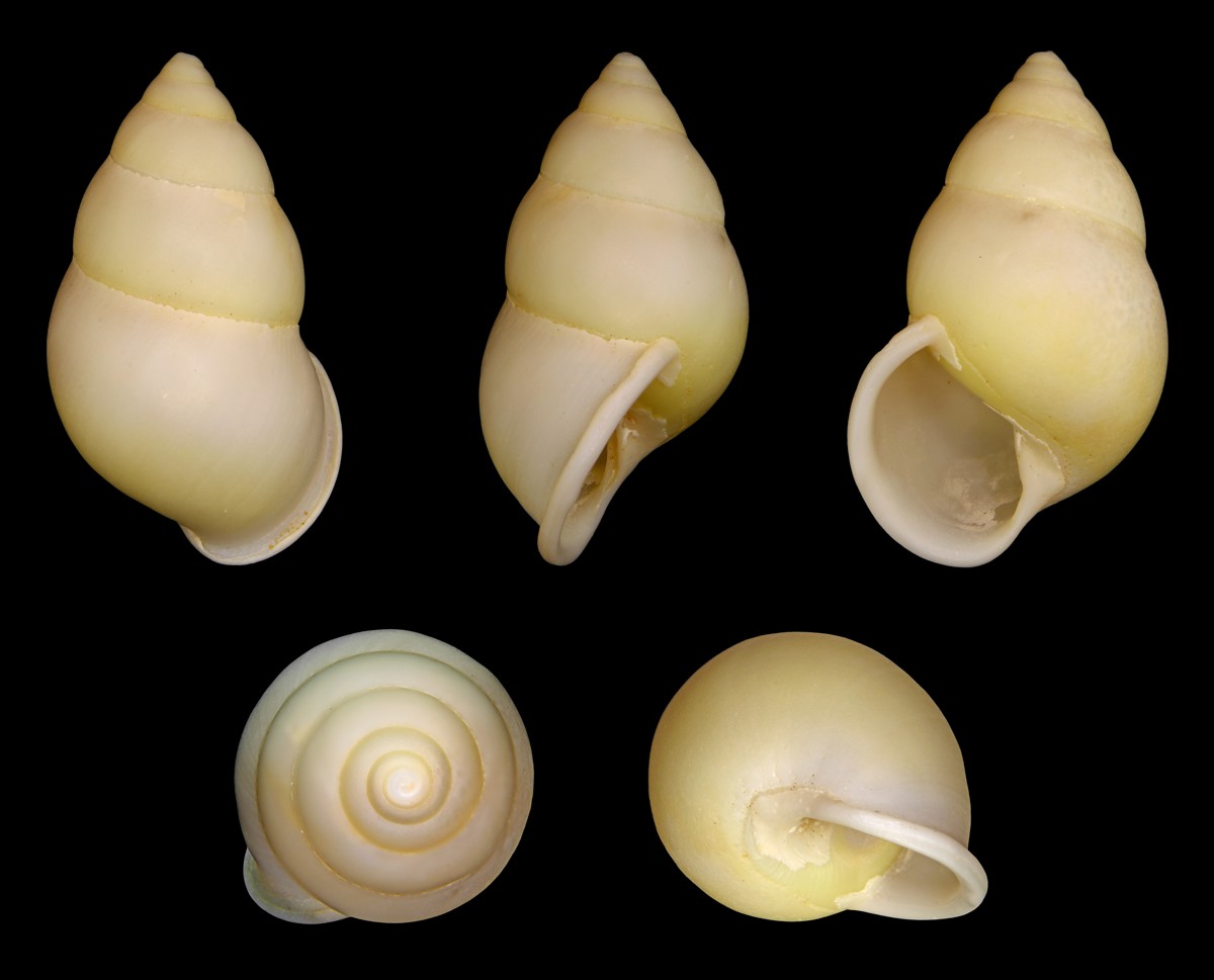 Amphidromus atricallosus