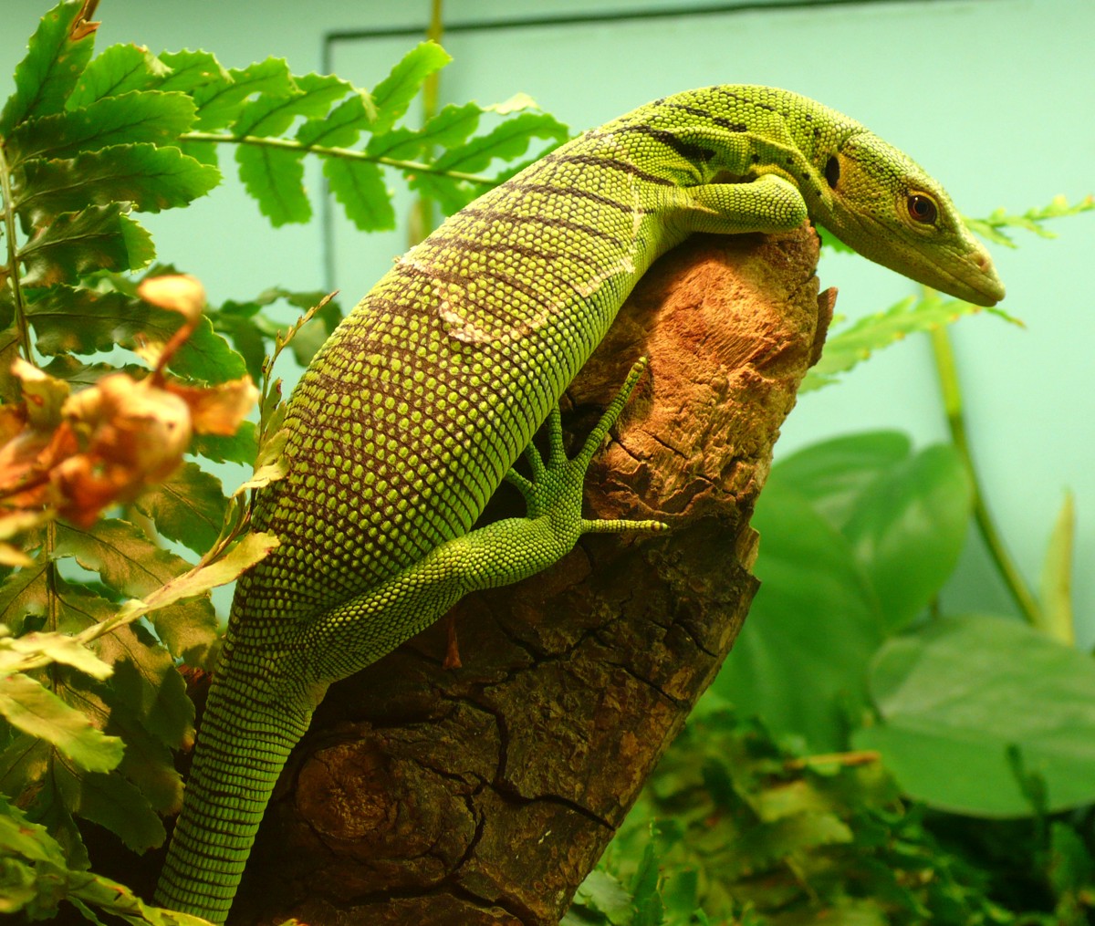 Varanus prasinus