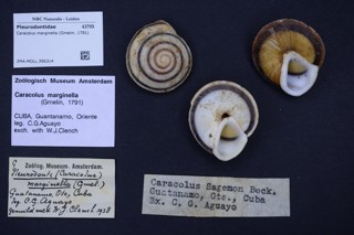 Caracolus marginella