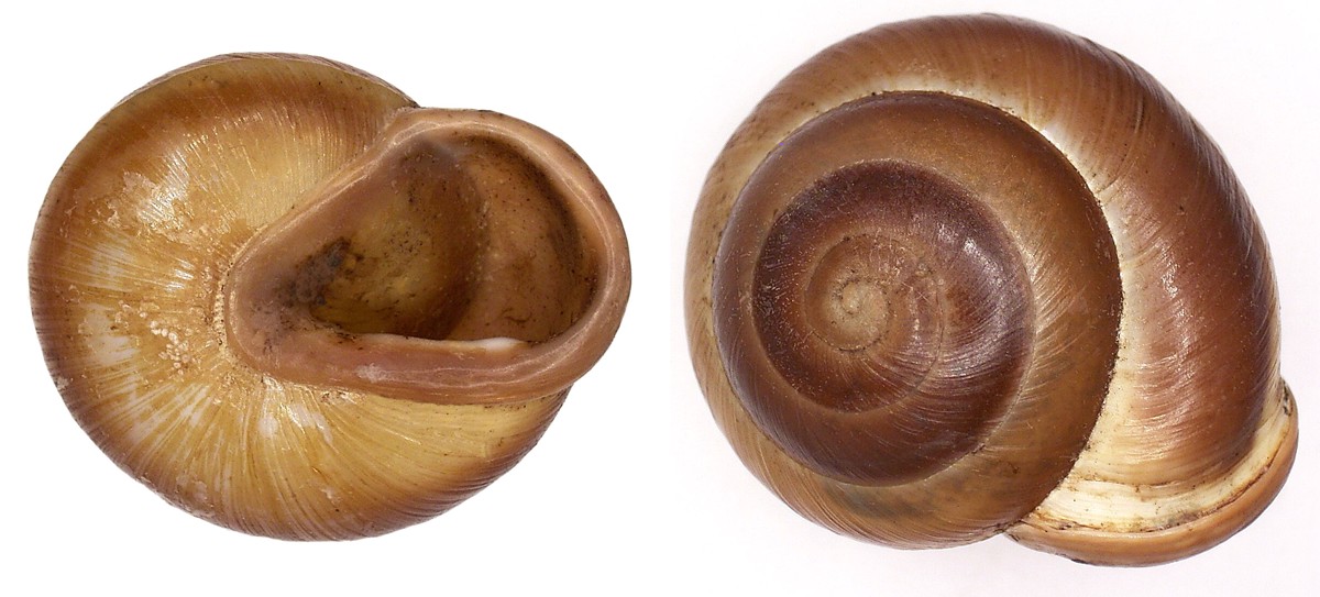 Pleurodonte isabella