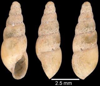 Allopeas gracile