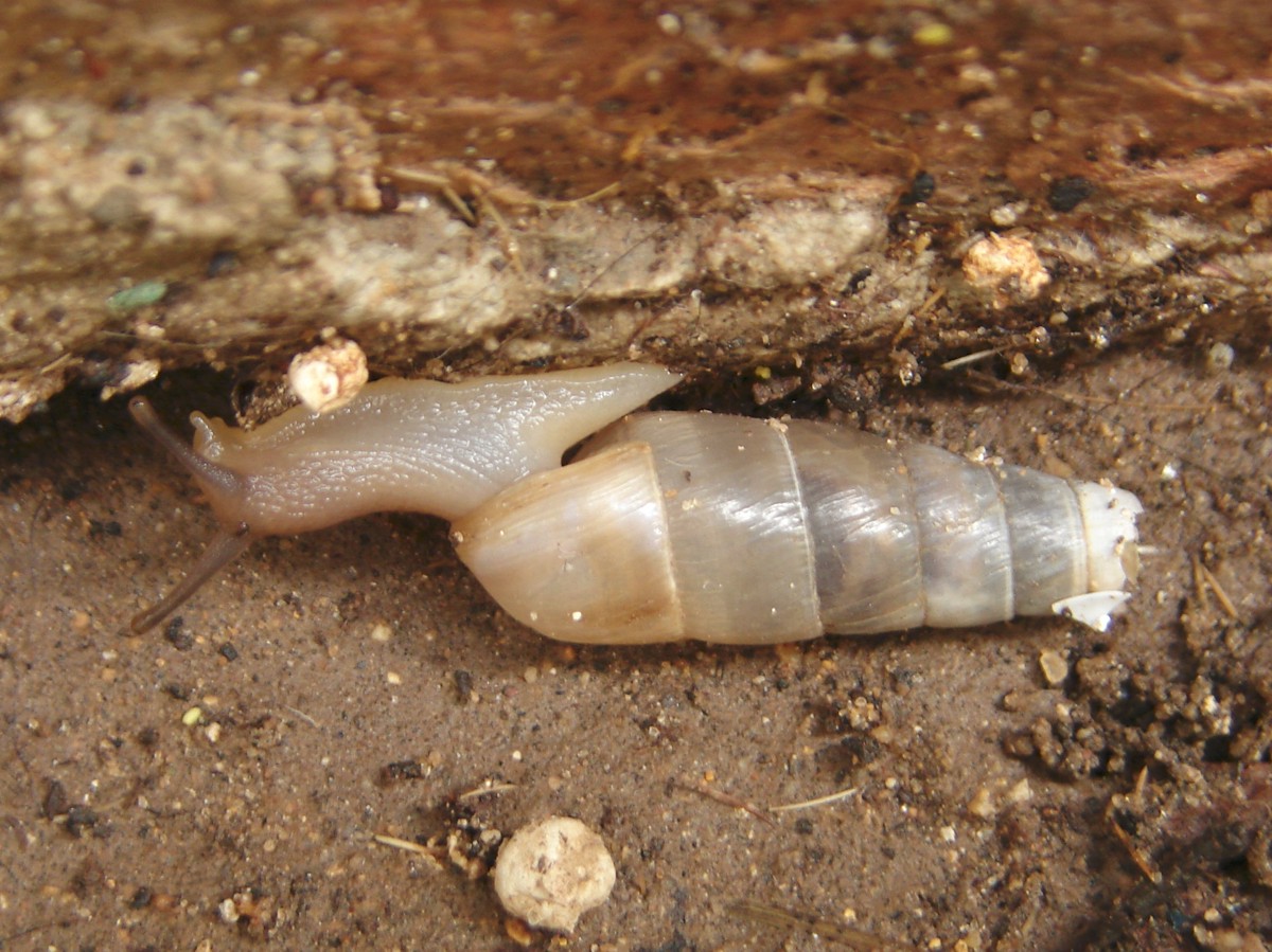 Rumina saharica