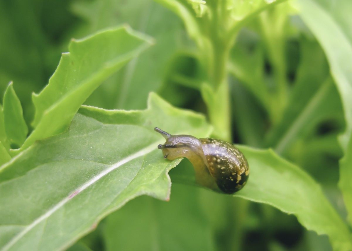 Cornu aspersum