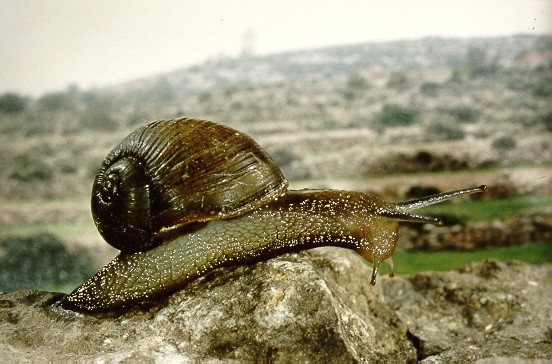 Cantareus apertus