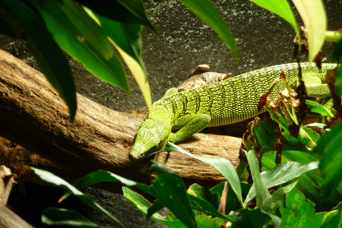 Varanus reisingeri