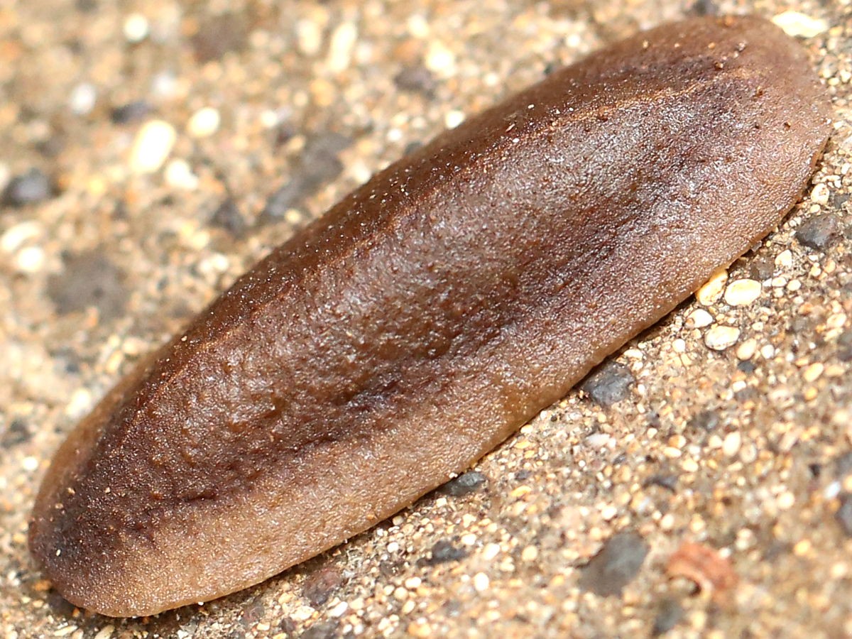 Veronicella cubensis