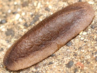 Veronicella cubensis