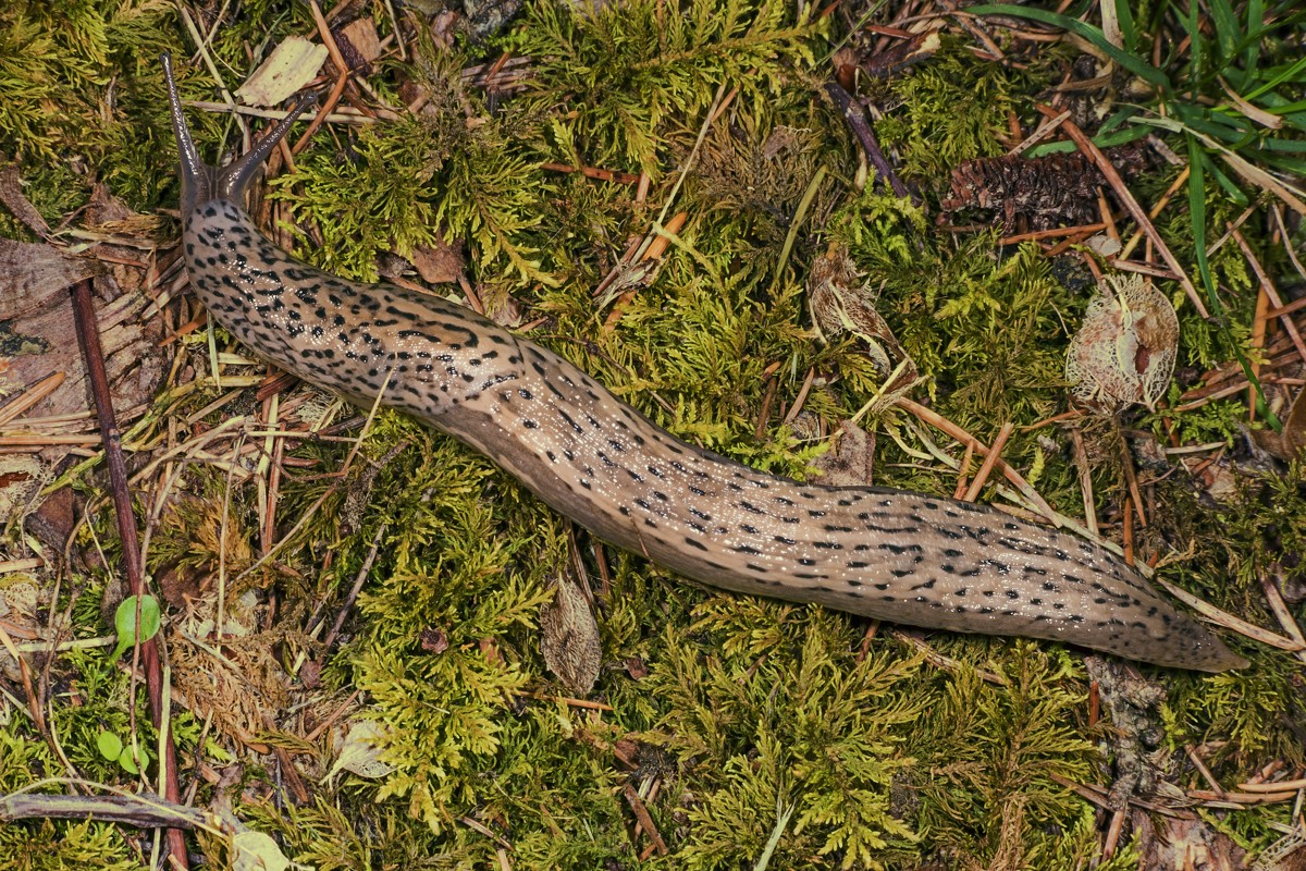 Limax maximus