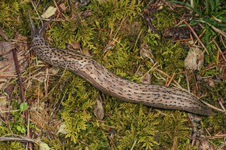 Limax maximus