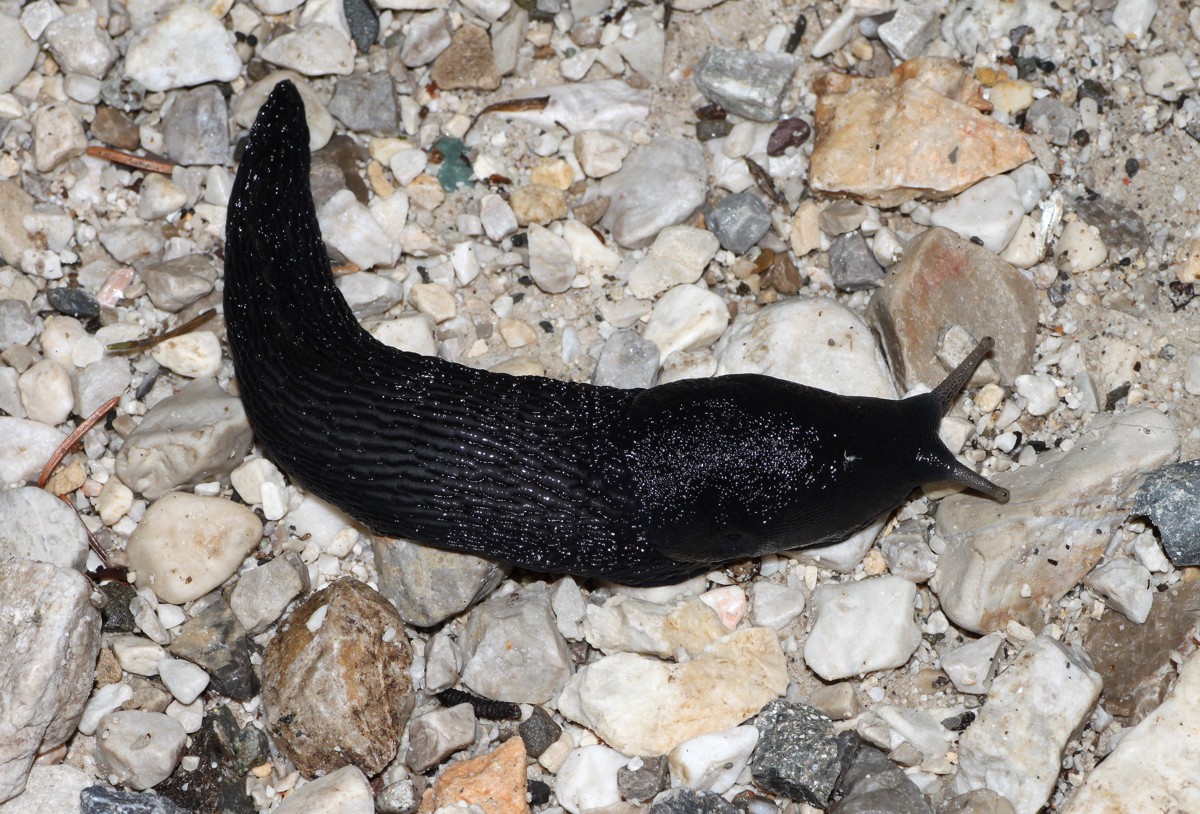 Limax cinereoniger
