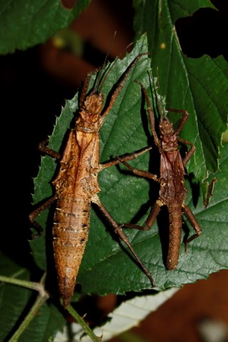 Tisamenus deplanatus