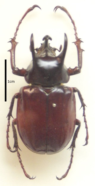 Chalcosoma chiron
