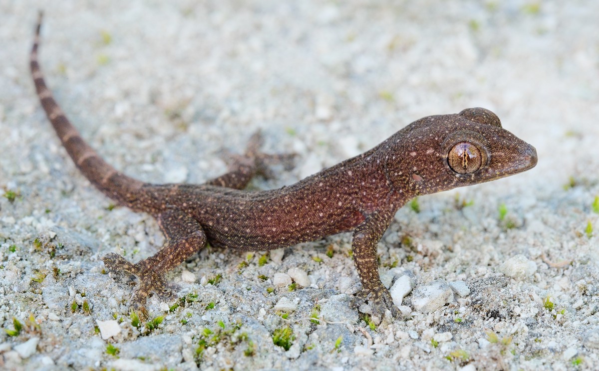 Lepidodactylus lugubris