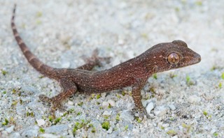 Lepidodactylus lugubris