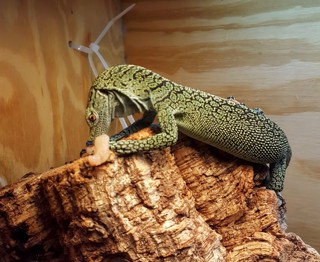 Varanus kordensis