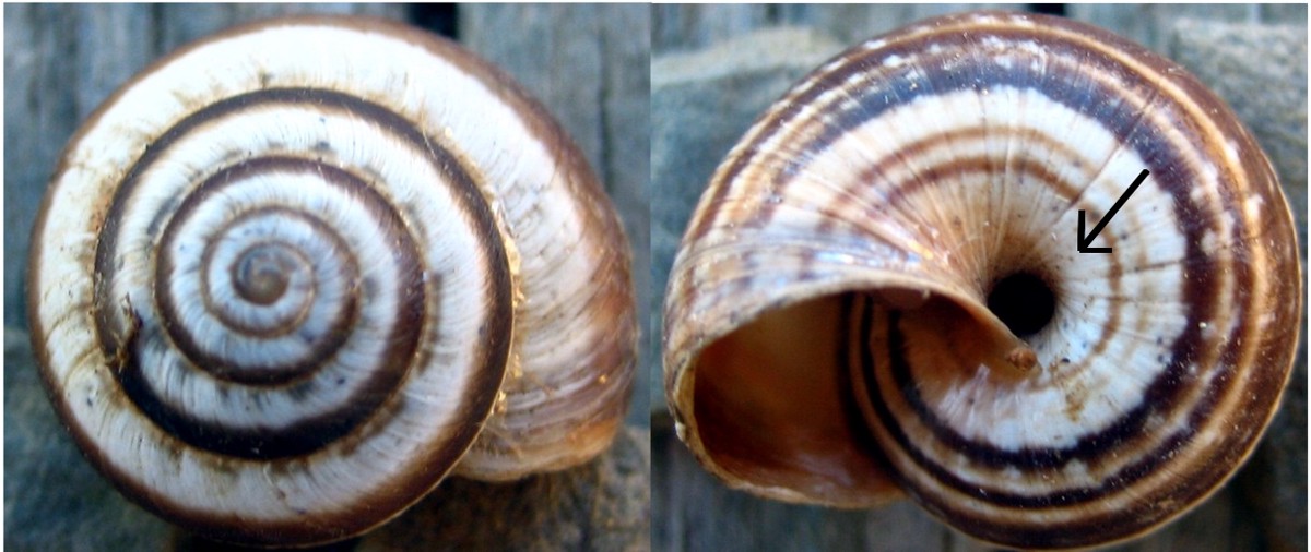 Cernuella virgata