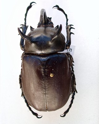Eupatorus siamensis
