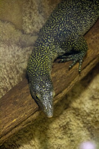 Varanus indicus